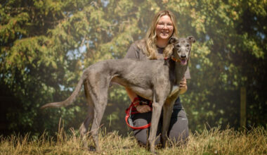 'Urgent' appeal for foster carers by Dogs Trust Kenilworth | Local News | News | Kenilworth Nub News