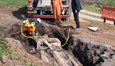 Huge whale head recovered from UK beach - The Independent