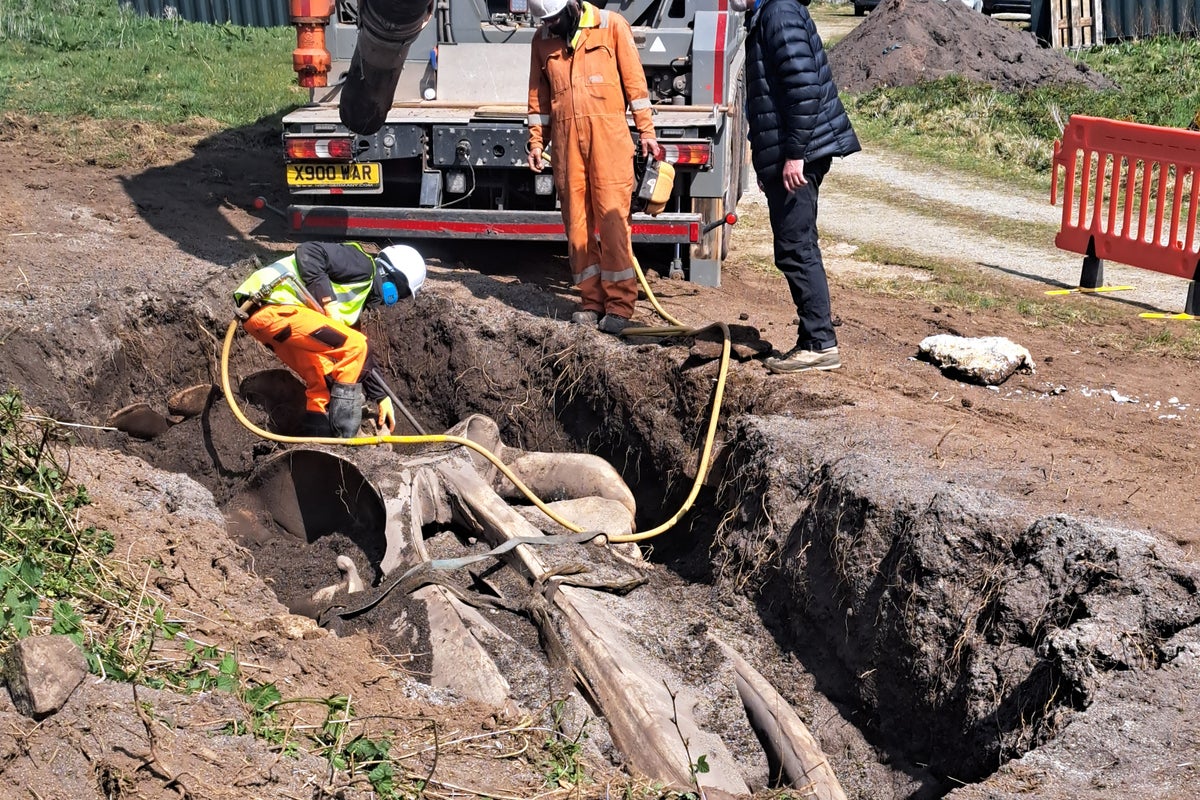 Huge whale head recovered from UK beach - The Independent