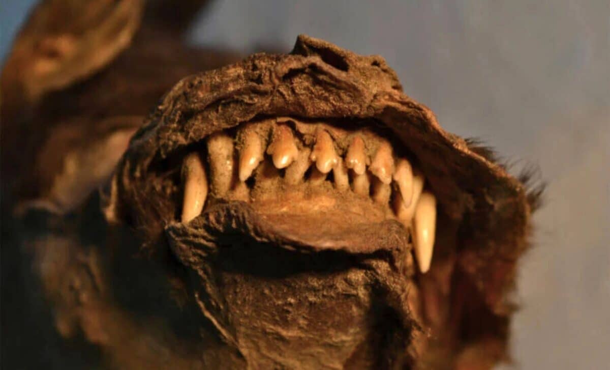 Frozen Puppy Discovered In Siberia… With A Woolly Rhino Still In Its Stomach