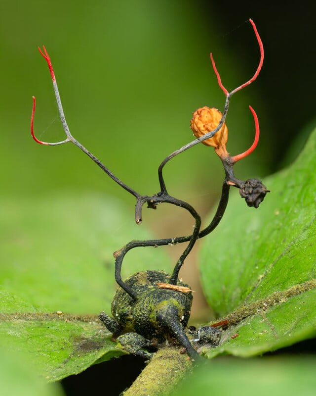 A parasitic fungus sprouts thin, dark stalks with red tips from the body of an insect on a green leaf; the fungus also has an orange, spore-producing structure at the top.