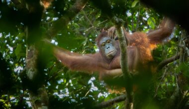 Orangutan adopts little sister after their mother's death