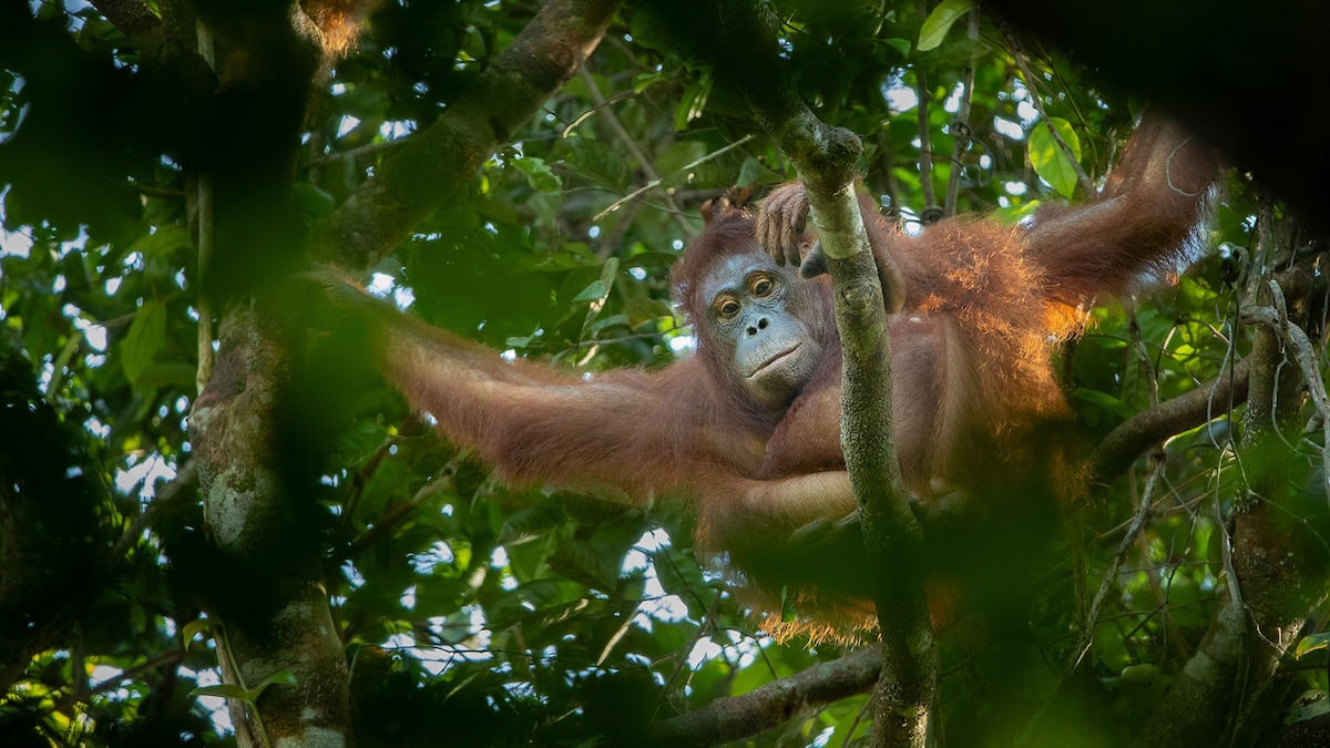 Orangutan adopts little sister after their mother's death
