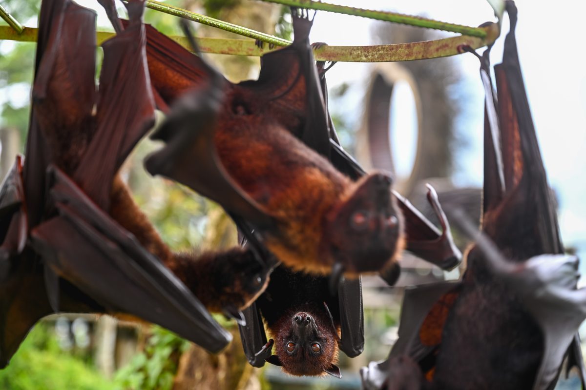 Watch heart-stopping footage of desperate flying foxes dodging deadly, monstrous crocodiles to collect water from a predator-infested river