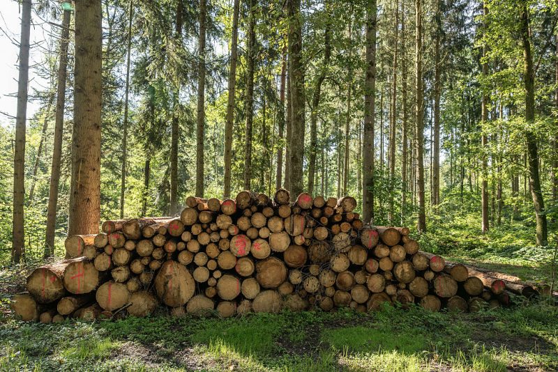 EU countries back German push to delay, reopen deforestation rules
