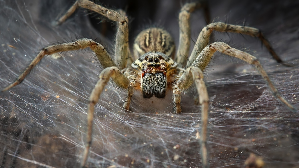 Arachnid Megacity Discovered in Cave May Be World's Largest Spider Web : ScienceAlert