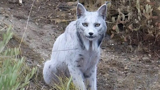 Captured by a photographer in southern Spain, the picture captures the pale big cat.(@Clearsay_/X)