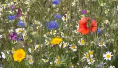Gardener Jamie Marsh tells us how he has created his own wildflower meadow