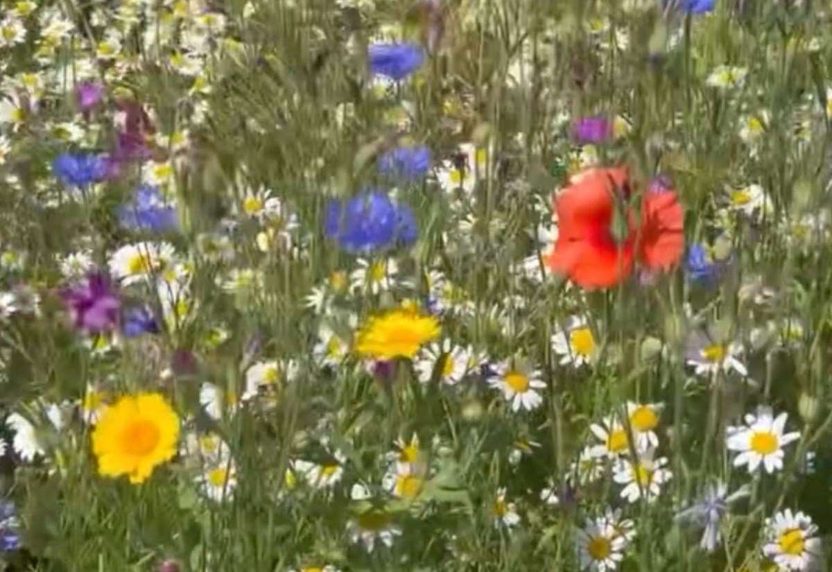 Gardener Jamie Marsh tells us how he has created his own wildflower meadow