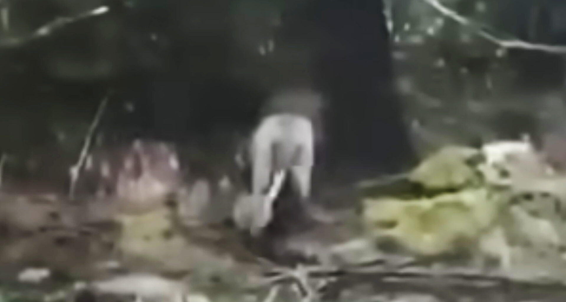 Viral "lion" apprehended by Gardaí in Clare