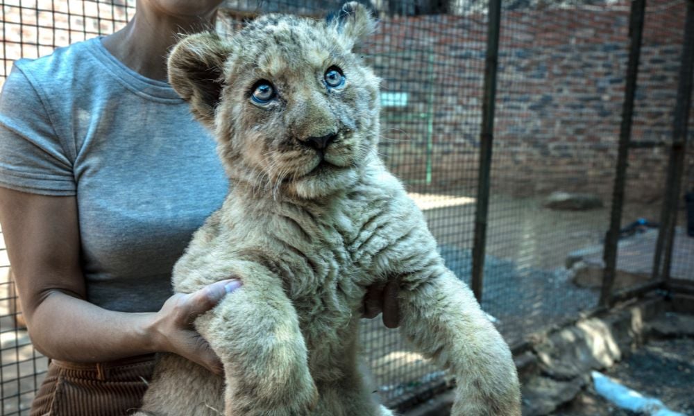 Lion cub being held for photograph - S. Africa