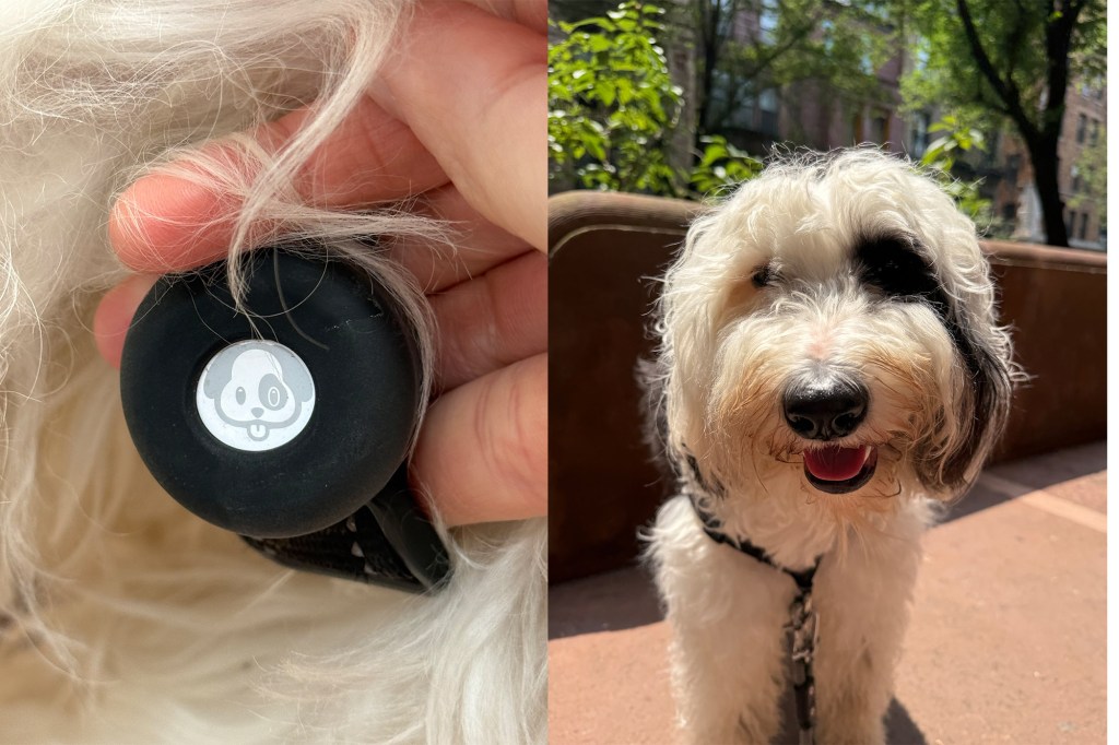 Collage of a hand holding a black device with a dog logo and a medium shot of a white dog with a black eye patch.