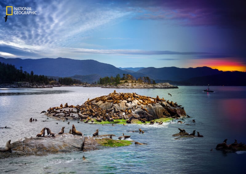 A rocky island crowded with sea lions sits in calm water, surrounded by more sea lions on nearby rocks. Forested hills and a colorful sunset sky are in the background. A bird flies overhead and a small boat is on the water.