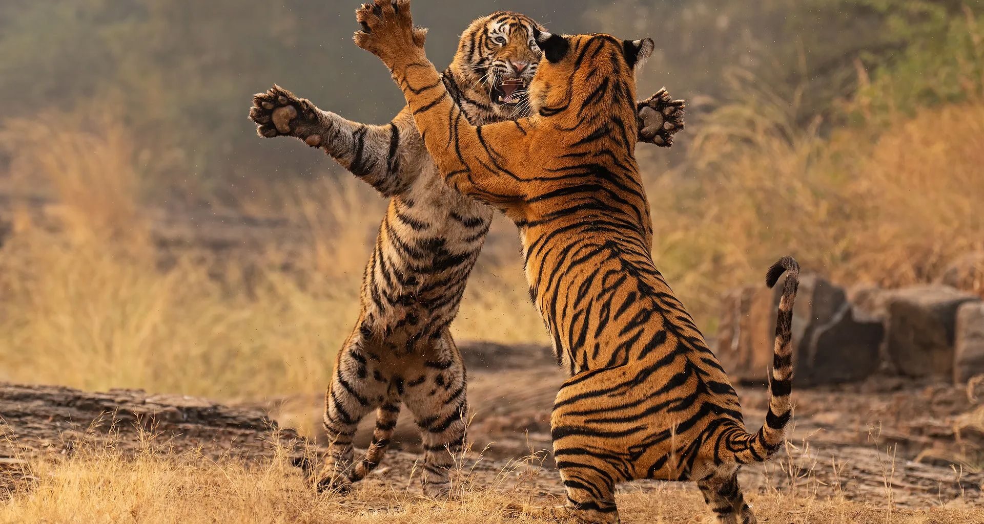 Two tigers engage in a playful fight, standing on their hind legs amidst dry grass and a misty background
