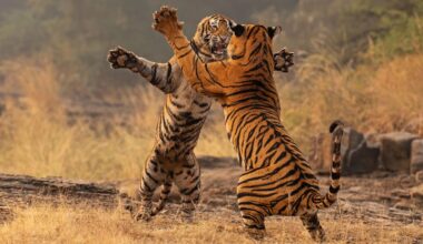 Two tigers engage in a playful fight, standing on their hind legs amidst dry grass and a misty background