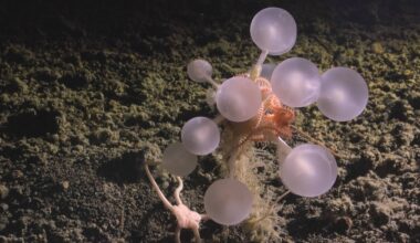 Bizarre Deep-Sea Creature – a ‘Death Ball’ Sponge – Discovered in One of the Most Remote Corners of the Planet