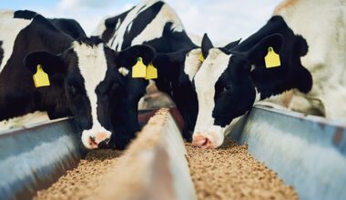 Vets in North worried at post-Brexit rule changes on medicines – The Irish Times