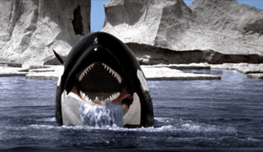 Orca the Killer Whale