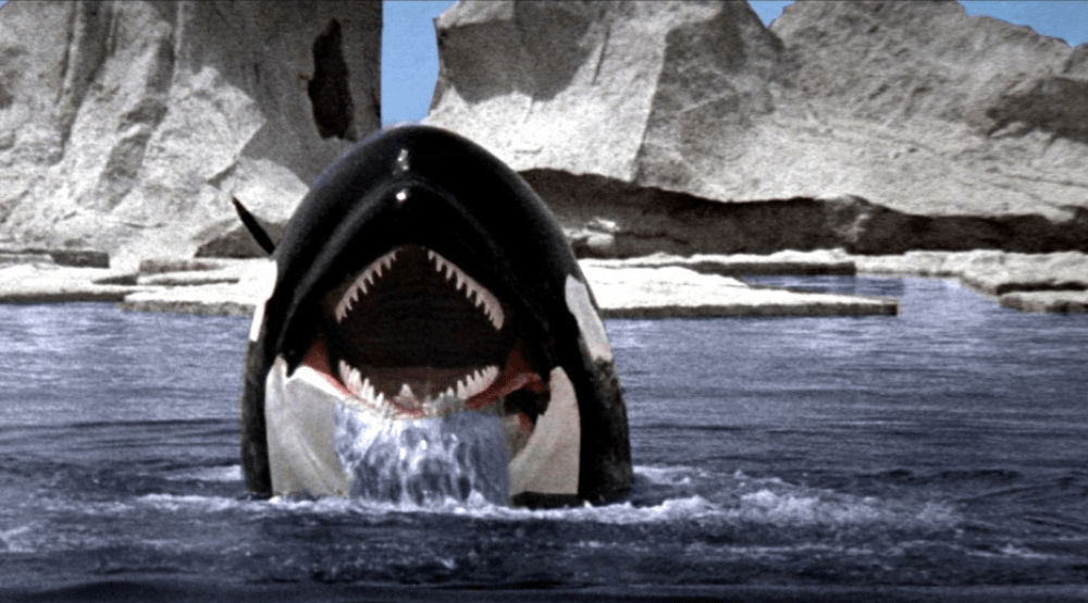 Orca the Killer Whale