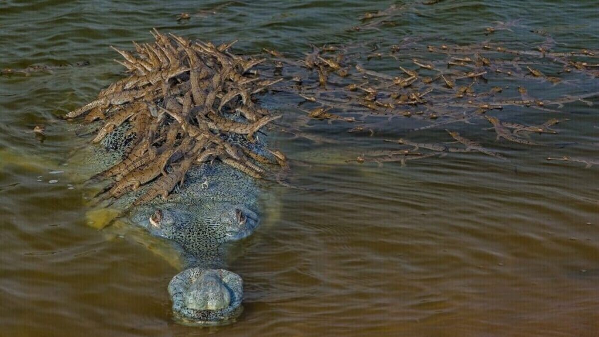 Photo of 100 baby crocodiles on dad