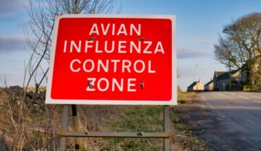 Bird flu warnings in Kent after dead wildlife found near Canterbury and outbreak at poultry farm near Lydd