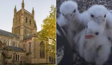 Mystery after peregrine falcon chicks living in cathedral found poisoned | News UK