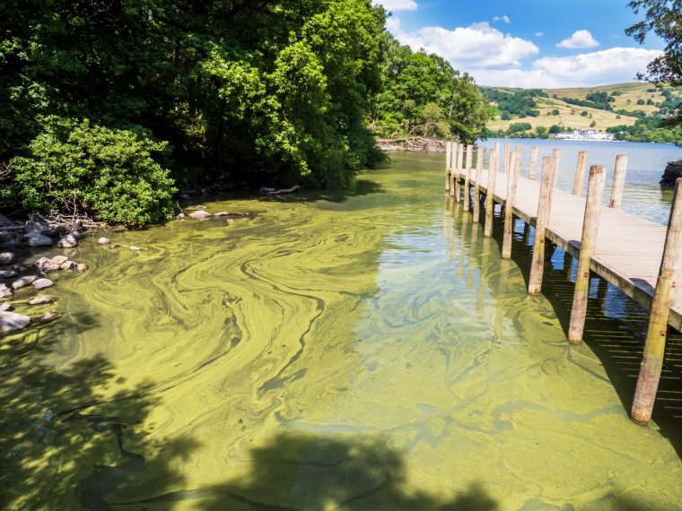 Blue Green Algae, Cyanobacteria, blooming in Lake Windermere due to the amount of sewage dumped in the lake and very hot weather, Ambleside, Lake District, UK.