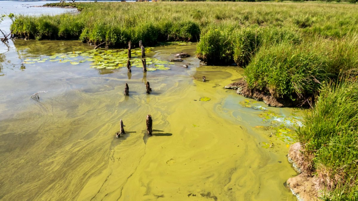 Windermere hit by toxic spills once a week as bathers warned of harmful algae
