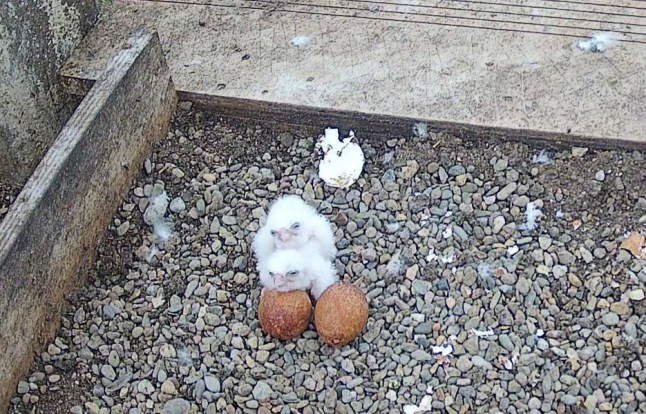Peregrine falcon chicks after they had hatched on top of Worcester Cathedral.