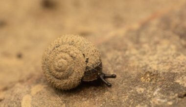 Experts are on a mission to save some weirdly hairy German snails - here's why | News UK