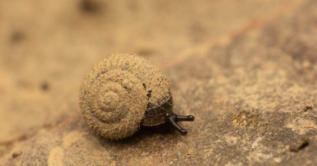 Experts are on a mission to save some weirdly hairy German snails - here's why | News UK