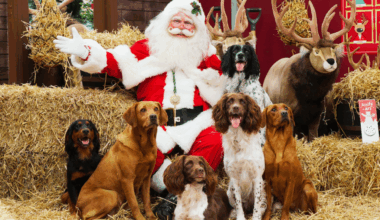Santa Paws is coming to Dobbies