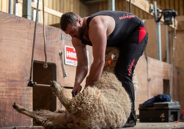 Farmer shearing sheep Farmer shearing sheep