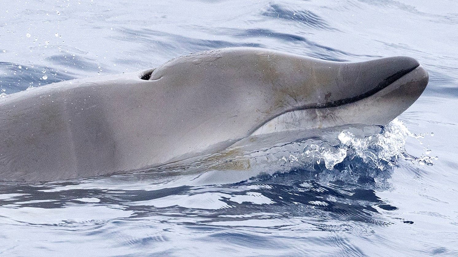 A photo of a juvenile ginkgo-toothed beaked whale in the North Pacific.