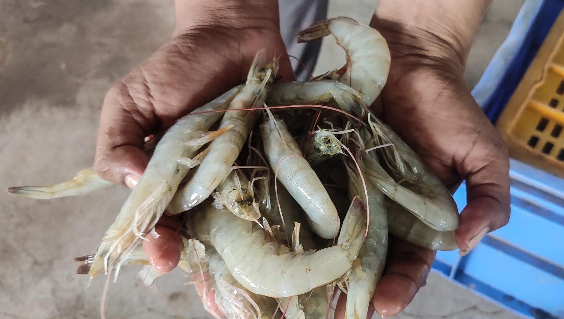 India is world’s second-largest shrimp producer. That is now under threat | Trade War News