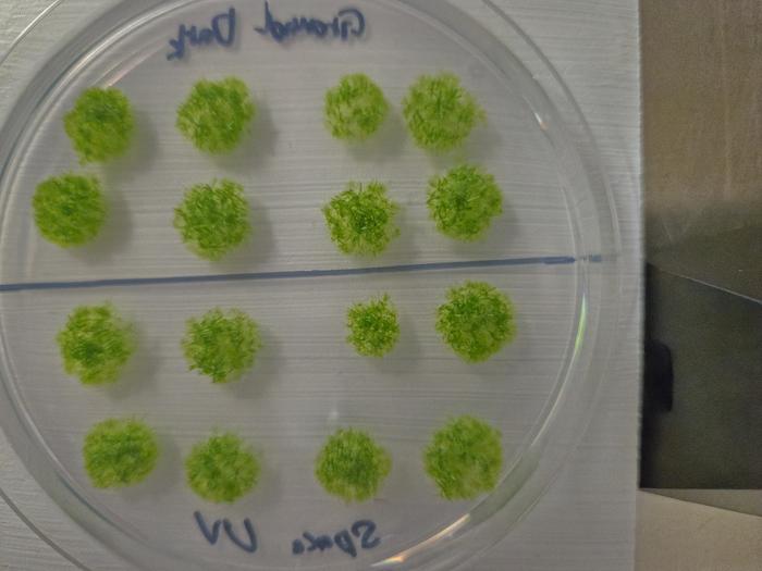 A clear petri dish with rows of green blooms where mosses are