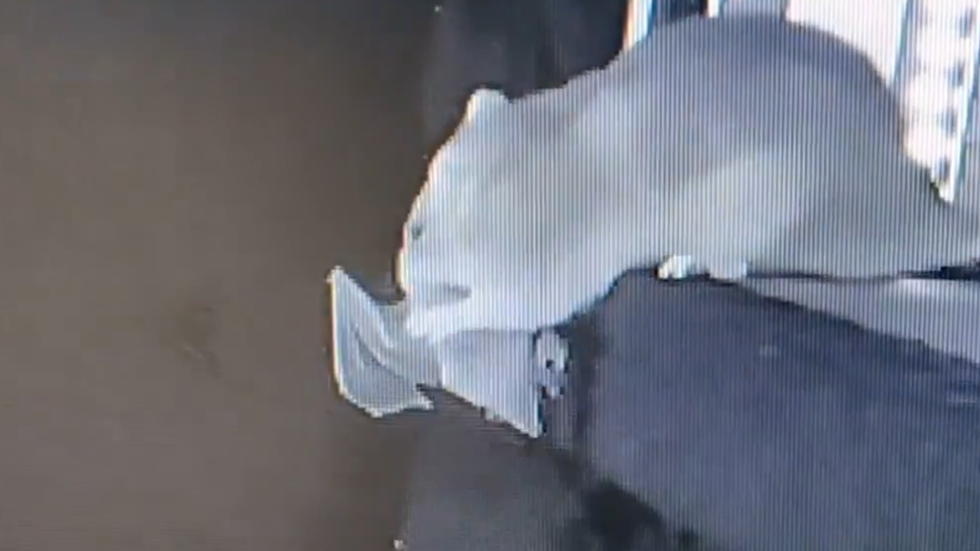 A rat eating a bat it has caught