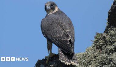 A peregrine falcon is perched on a ledge with its large eyes looking towards the camera. Its muted plumage stands out against the deep blue sky.