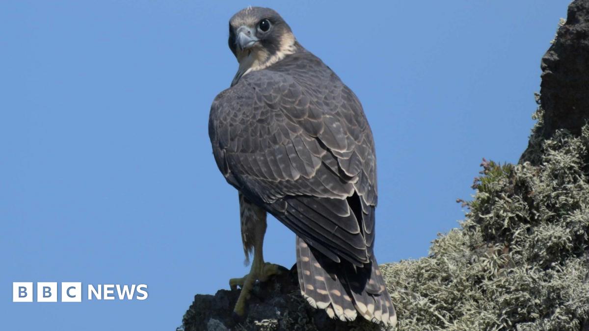 A peregrine falcon is perched on a ledge with its large eyes looking towards the camera. Its muted plumage stands out against the deep blue sky.
