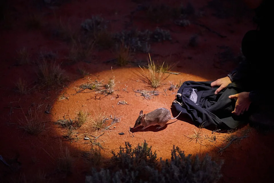 A juvenile bilby being released in the Sturt National Park.