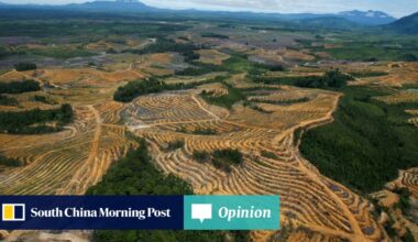 Opinion | Why Asia can’t wait for Europe to lead on deforestation-free timber