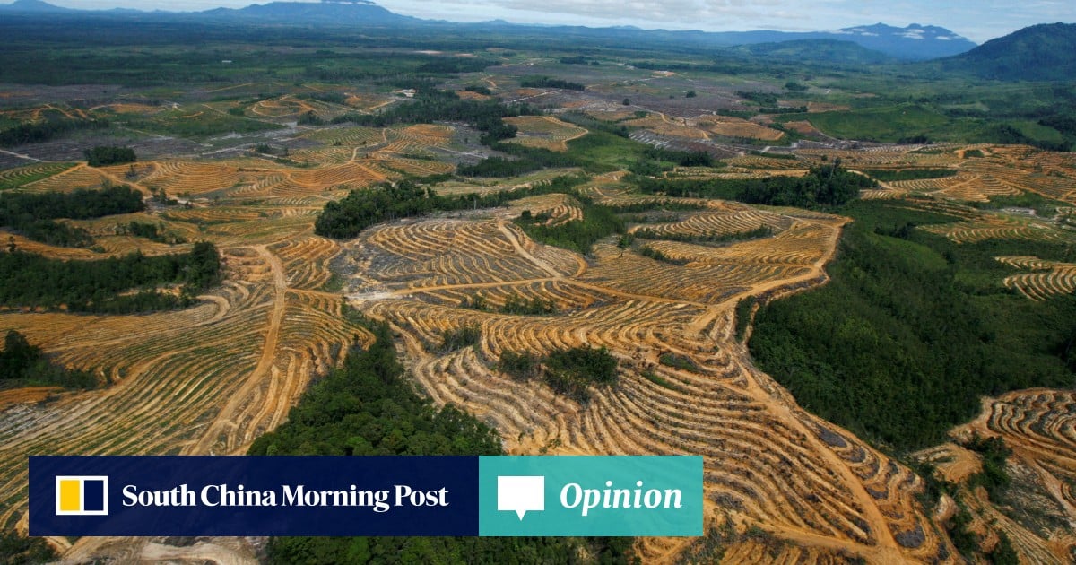 Opinion | Why Asia can’t wait for Europe to lead on deforestation-free timber