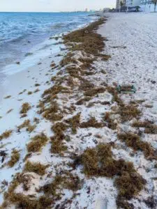 Abundance of sargassum in the tropical Atlantic