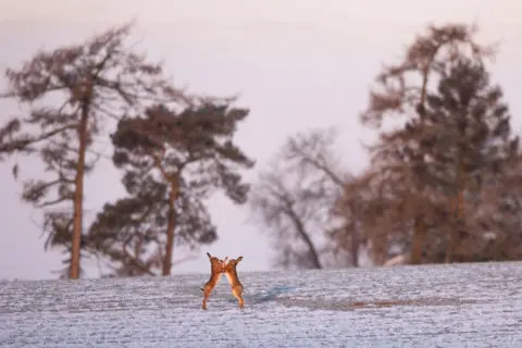 Alistair Marsh Two brown hares boxing on frozen ground with the pinkish hue of dawn and trees in the background