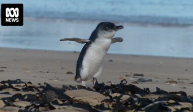Little penguins re-establish breeding grounds on NSW far south coast