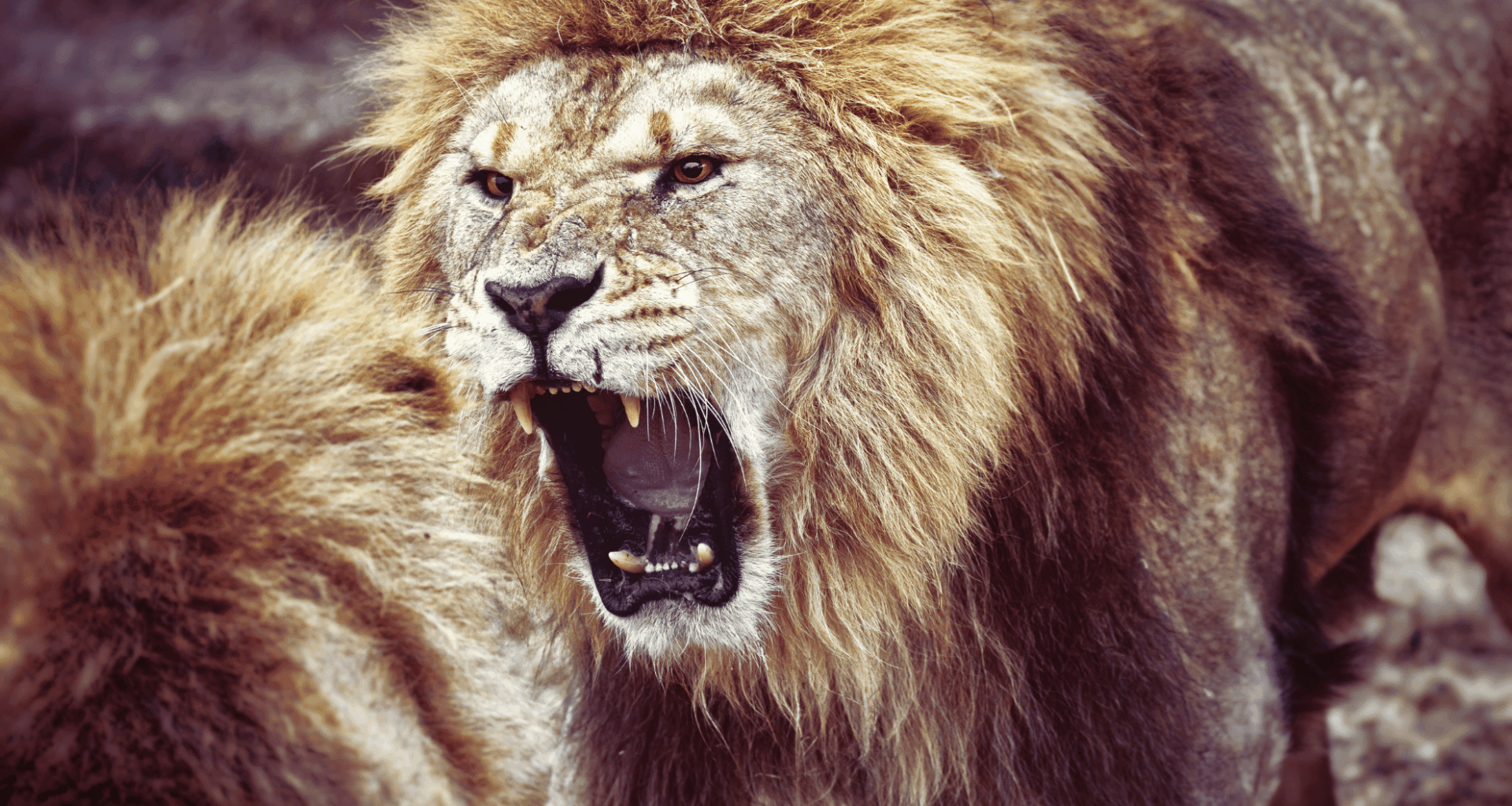 Ai Just Uncovered Lions Have A Secret Roar – And It Could Save Them!