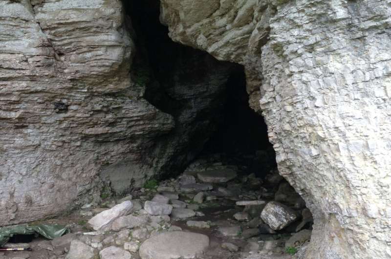 Ancient Wolves On Remo 2