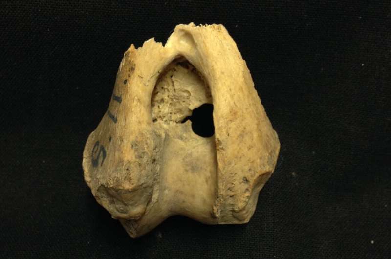 Ancient Wolves On Remo