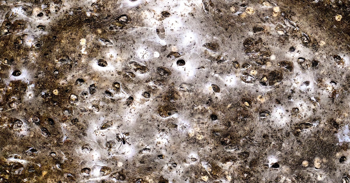 World's largest-known spider's web reveals different species "having a party" instead of preying on each other