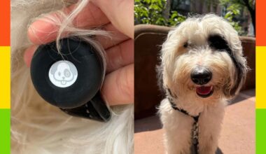 Apple AirTags review: Use it to track your dog, luggage and more